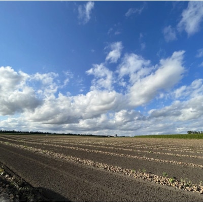 【訳あり】北海道 十勝 帯広産 玉ねぎ 20kg【配送不可地域：離島】