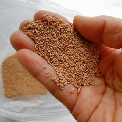 【希少!国産ラズベリーシード】ラズベリーシードオイル スポイト付き 遮光瓶入10ml×3本