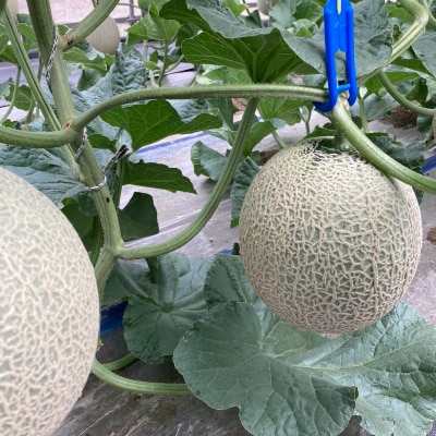 帯広メロン2玉(7月下旬より発送予定)【配送不可地域：離島・沖縄県】