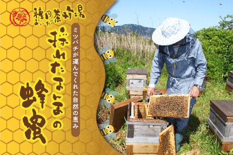 《14営業日以内に発送》国産蜂蜜 はちみつ食べ比べセット 190g×2本セット ( はちみつ ハチミツ 蜂蜜 ハニー 食べ比べ セット ふるさと納税 北見市 北海道北見市 種田養蜂場 はち ミツバチ )【022-0008】