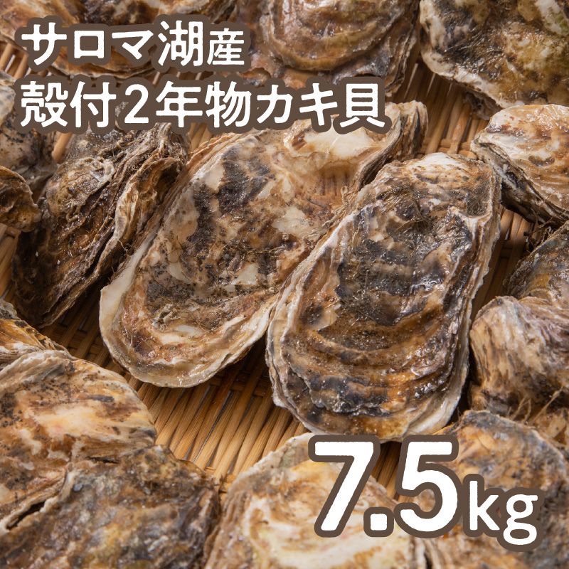 【予約：2025年10月より順次発送】【カキナイフ付】海のミルクサロマ湖産殻付2年物カキ貝 7.5kg 60～75個入 ( 魚介類 海鮮 魚介 牡蠣 かき カキ )【031-0019】