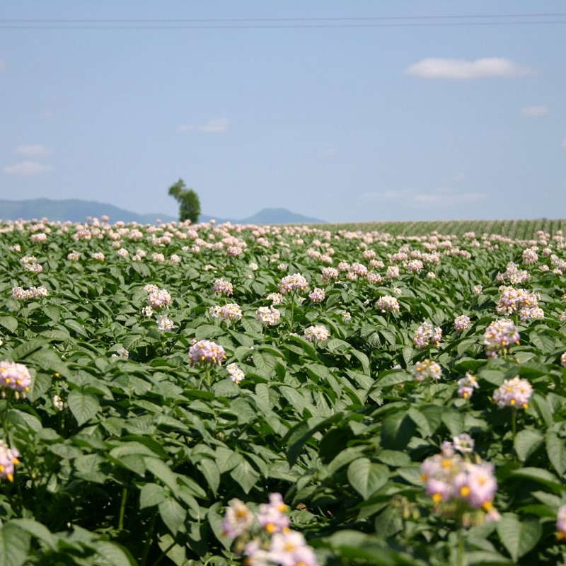 【受付は12月1日まで】JAきたみらいから直送する新鮮じゃがいも「黄爵」10kg【104-0002-2025】