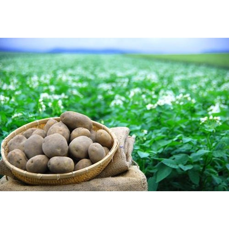 【受付は12月22日まで】JAきたみらいから直送する新鮮じゃがいも「スノーマーチ」10kg【104-0003-2025】