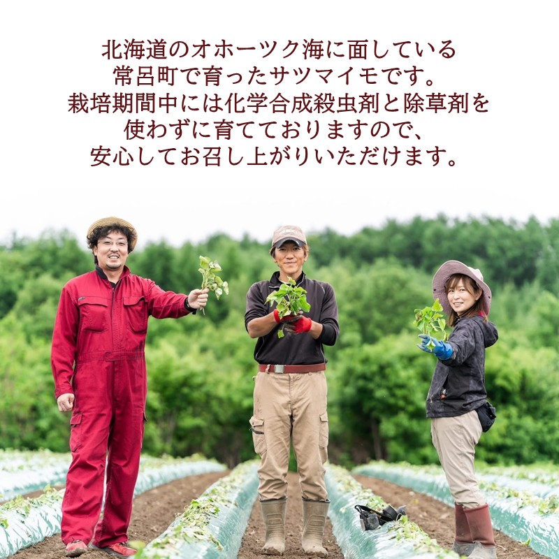 【予約：2025年11月中旬から順次発送】北海道北見市常呂町産 サツマイモ オホーツクシルク 5kg ( さつまいも さつま芋 焼き芋 大学芋 )【111-0001】