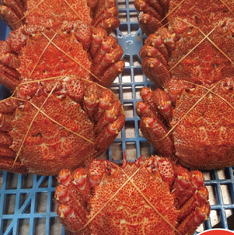 オホーツク海産 浜茹で毛ガニ 約450g×2杯 ( 海鮮 かに カニ 蟹 毛ガニ ボイル 贈答 ギフト )【113-0013】