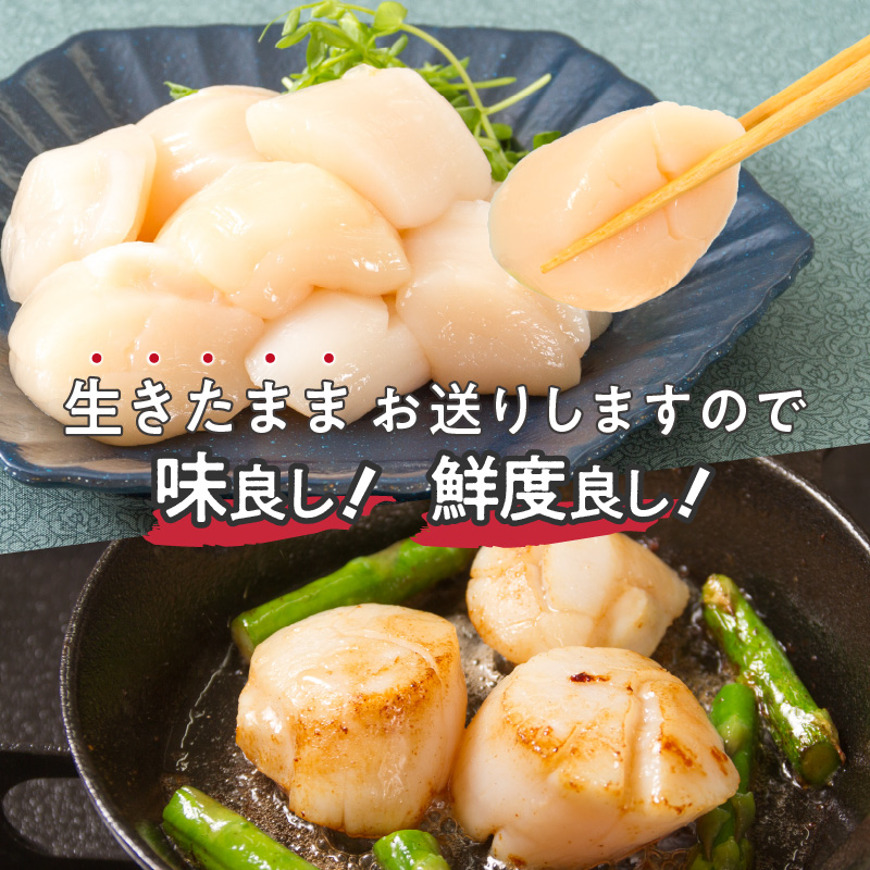 とれたて新鮮！オホーツク海産 活ホタテ貝 4kg 15～35枚 ( 魚介 海鮮 貝 帆立 ほたて ホタテ 4キロ カレー シチュー 肉厚 )【114-0048】