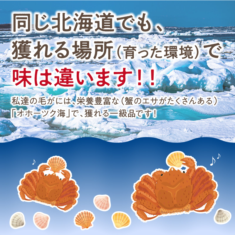 《14営業日以内に発送》オホーツク海産 浜茹で毛がに 400g×1パイ 冷凍 ( かに カニ 毛ガニ 魚介類 蟹 )【114-0012-2025】