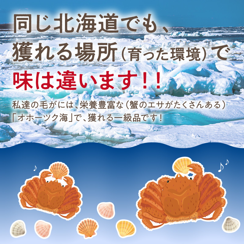 【予約：2026年3月下旬から順次発送】【旬の浜ゆで毛ガニを冷蔵便で】オホーツク海産 浜茹で海明け毛がに 約550g×1パイ 冷蔵 ( かに 蟹 魚介類 海鮮 )【114-0027-2026】