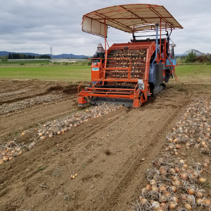 【予約：2025年11月から順次発送】玉葱 10kg Lサイズ以上 まいにちたまねぎ〔和洋中〕3本セット付き ( 玉ねぎ たまねぎ 調味料 セット ふるさと納税 北見市 )【148-0018】