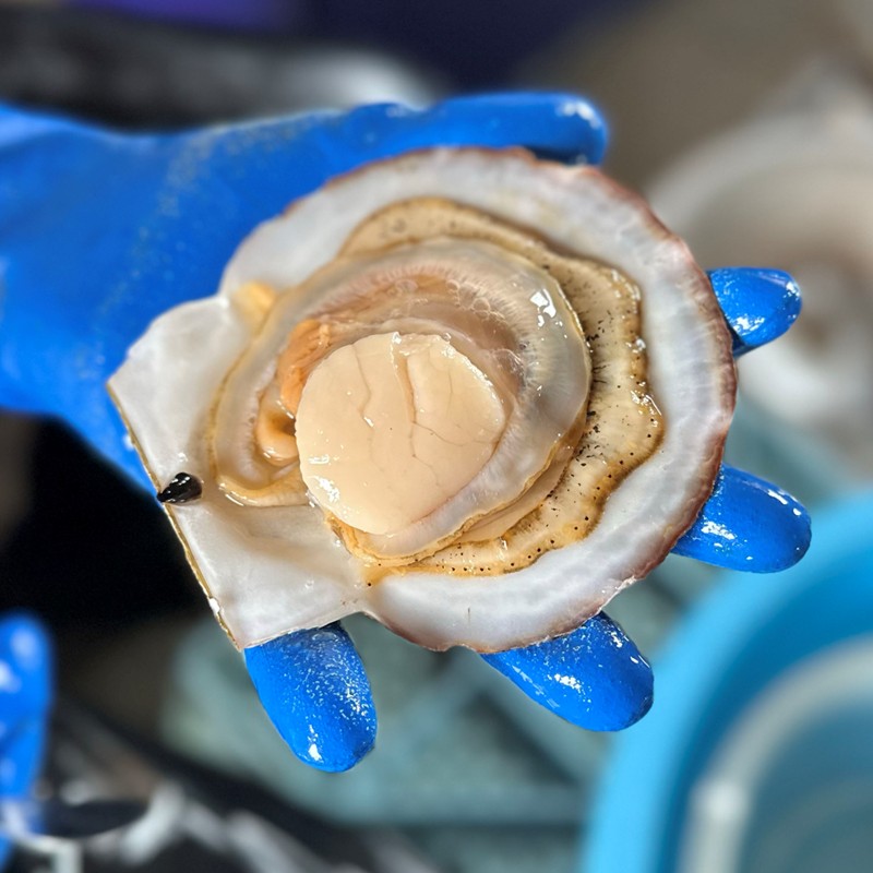 オホーツク漁師直送 殻付き 極上プレミアムホタテ 3.5kg ( 魚介 海鮮 貝 ホタテ ほたて 帆立 生食 炙り焼き バター焼き )【197-0001】