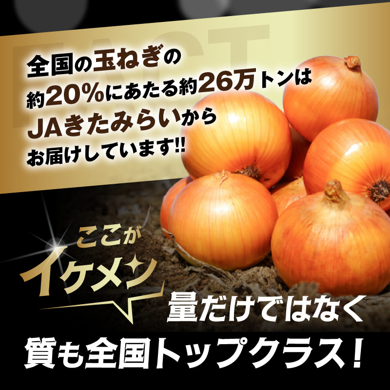 JAきたみらい産 玉ねぎ Lサイズ 10kg ( タマネギ たまねぎ 野菜 )【210-0003】