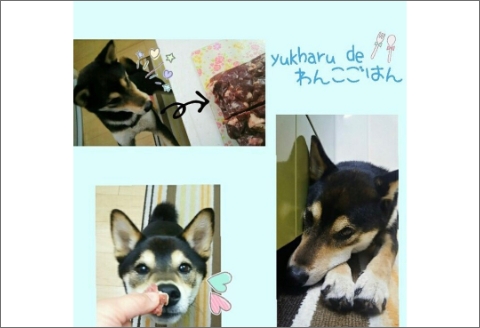 【3ヶ月定期便】エゾシカミンチ 500g×2パック ( 犬 えさ 餌 犬の餌 ペットフード 鹿 エゾシカ肉 鹿肉 健康 定期便 ミンチ )【999-0022】