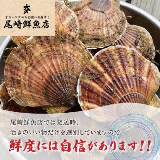 活貝ホタテ 3kg ( オホーツク 貝柱 魚介類 魚介 海鮮 貝類 帆立 刺身 バーベキュー BBQ )【091-0011-2024】