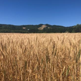  【北海道オホーツク産】パン用強力粉 春よ恋 25kg ※賞味期限30日保証 ( パン用強力粉 北海道産 小麦粉 パン 製パン )【056-0016】