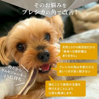 鹿の角 犬のおもちゃ ペット用 Mサイズ ( ペット おもちゃ 鹿 角 )【079-0003】