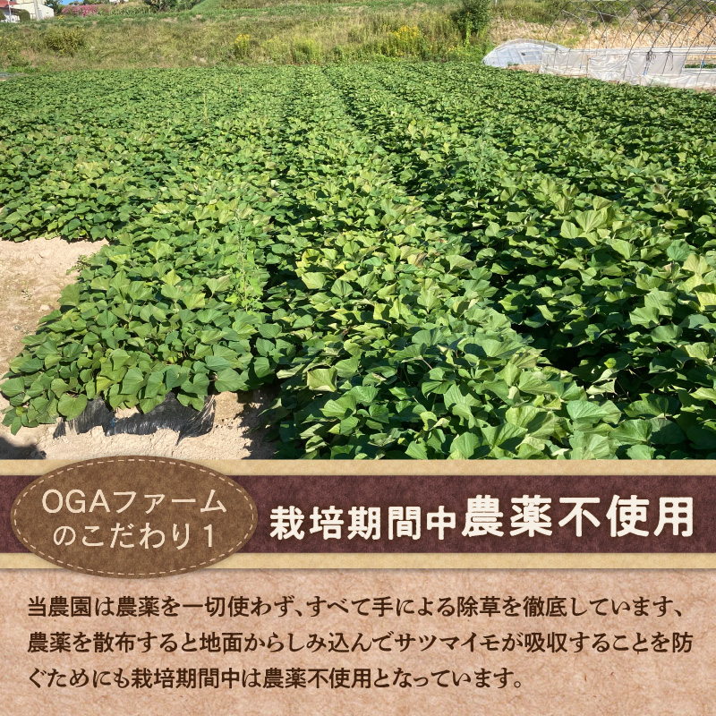 【予約：2025年10月下旬から順次発送】北の果てのサツマイモ ハロウィンスイート ※土付き ( 北海道 野菜 芋 さつま芋 さつまいも サツマイモ 期間限定 数量限定 )【133-0001-2025】