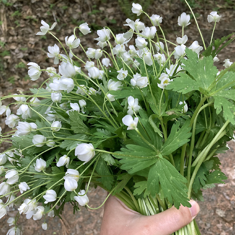 《14営業日以内に発送》オホーツクのレア食材 オハウ 2人前 ( オホーツク ユクオハウ エゾシカ 蝦夷鹿 ヒンナヒンナ ニリンソウ アイヌ 伝統食 北見市 ) 【140-0006-2023】