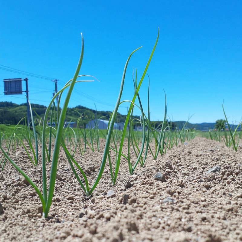 【予約：2025年11月から順次発送】玉葱 5kg Lサイズ以上 まいにちたまねぎ〔和洋中〕3本セット付き ( 玉ねぎ たまねぎ 調味料 セット ふるさと納税 北見市 )【148-0017】