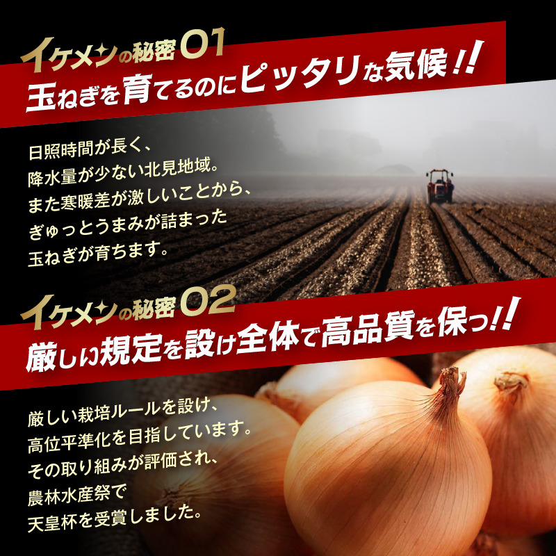 JAきたみらい産 玉ねぎ Lサイズ 20kg ( タマネギ たまねぎ 野菜 )【210-0004】