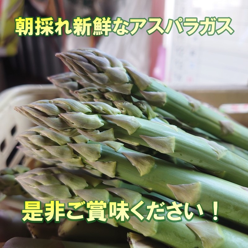 【予約：2026年4月中旬から順次発送】ハウス栽培 グリーンアスパラ 1.2kg ( アスパラガス 野菜 新鮮 朝採れ )【231-0001】