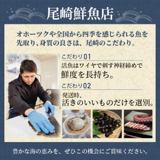 活貝ホタテ 3kg ( オホーツク 貝柱 魚介類 魚介 海鮮 貝類 帆立 刺身 バーベキュー BBQ )【091-0011-2024】