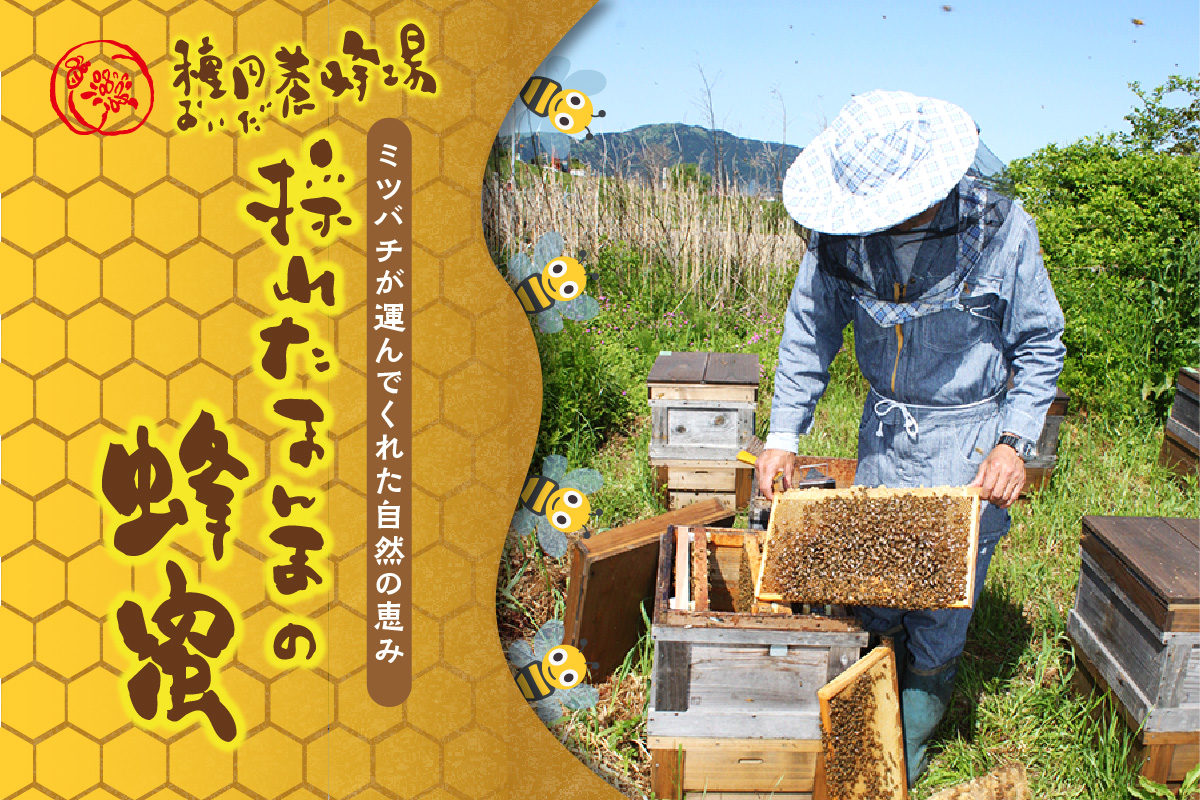 《14営業日以内に発送》【国産蜂蜜】白花豆はちみつ 190g×2個 と ミツロウキャンドル 1個 ( はちみつ 蜂蜜 ハチミツ 白花豆 ミツロウ キャンドル ロウソク ろうそく )【022-0010】