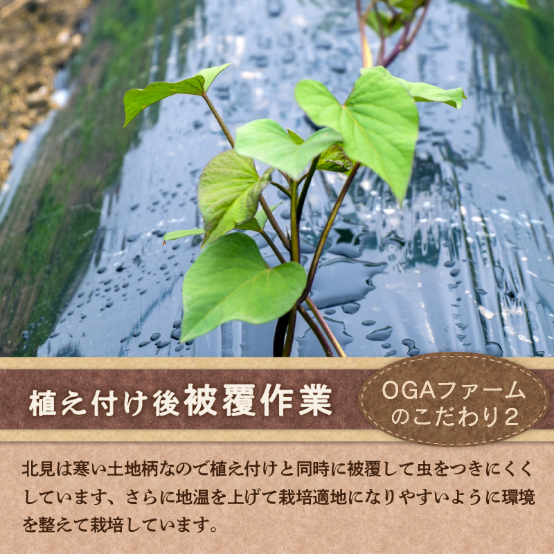 【予約：2025年10月下旬から順次発送】北の果てのサツマイモ ハロウィンスイート ※土付き ( 北海道 野菜 芋 さつま芋 さつまいも サツマイモ 期間限定 数量限定 )【133-0001-2025】