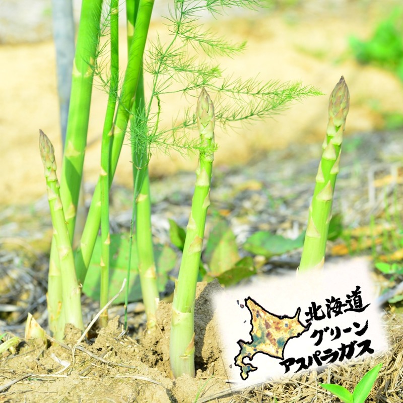 【朝採れ直送！】ほんのり甘い春の味覚！北海道のグリーンアスパラ 1.2kg M～2L混合サイズ ( アスパラガス グリーン 北海道 オホーツク 甘い 旬 サラダ 肉巻き) 【172-0002】