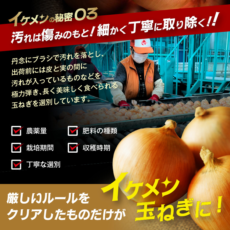 JAきたみらい産 玉ねぎ Lサイズ 10kg ( タマネギ たまねぎ 野菜 )【210-0003】
