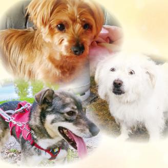 【犬猫等愛護活動、命を繋ぐ活動への応援】北見市犬猫愛護協議会グッズ ( いぬ ねこ 保護 地域猫 雑貨 文房具 セット 動物愛護 愛護 )【144-0003】