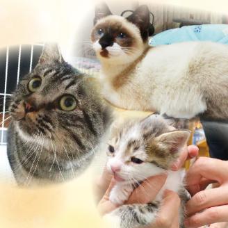 【犬猫等愛護活動、命を繋ぐ活動への応援】北見市犬猫愛護協議会グッズ ( いぬ ねこ 保護 地域猫 雑貨 文房具 セット 動物愛護 愛護 )【144-0001】