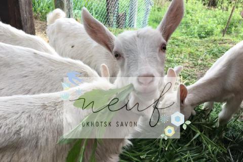 ゴートミルクソープ ハーブミックス ( 石鹸 せっけん 敏感肌 アトピー 保湿 )【055-0006】