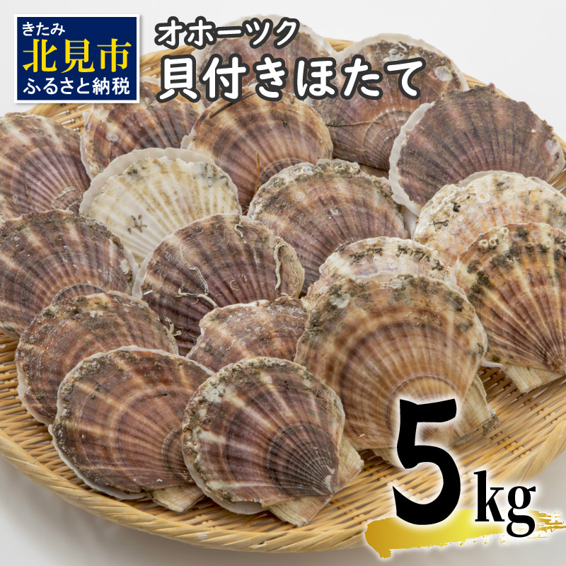 オホーツク貝付きほたて 5kg(30枚～50枚)( 海鮮 魚介 魚介類 貝 貝類 ホタテ ほたて 帆立 殻付き 貝柱 贈答 ギフト 贈り物 お中元 お祝い BBQ バーベキュー )【031-0013】