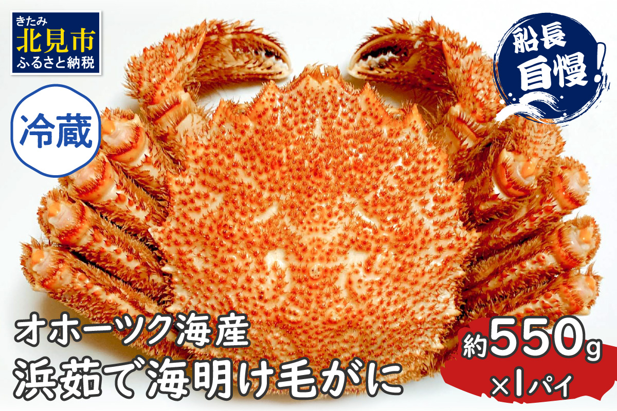 【予約：2025年3月下旬から順次発送】【旬の浜ゆで毛ガニを冷蔵便で】オホーツク海産 浜茹で海明け毛がに 約550g×1パイ 冷蔵 ( かに 蟹 魚介類 海鮮 )【114-0027-2025】
