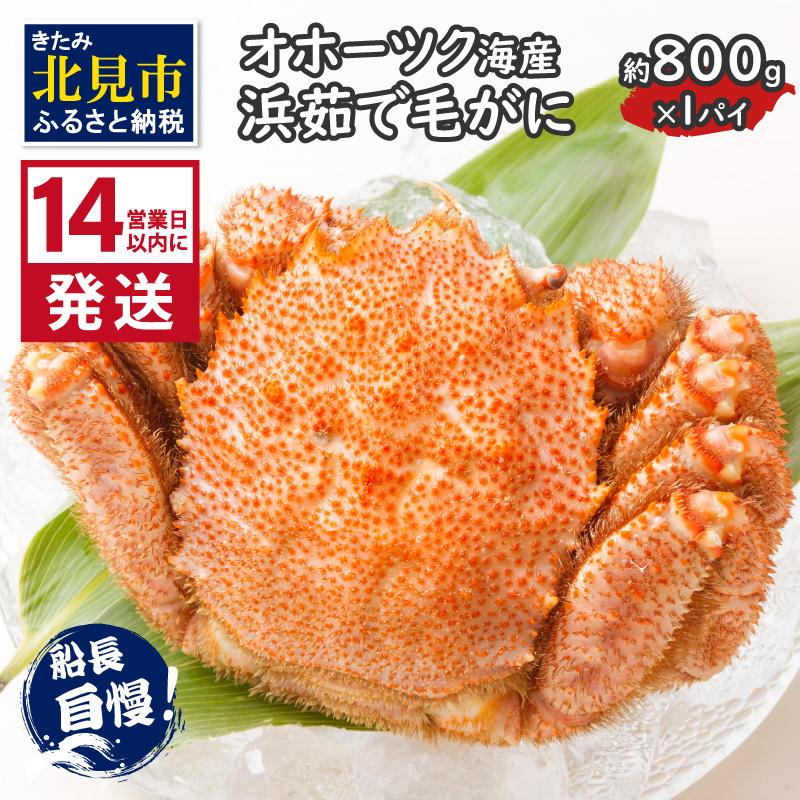 《14営業日以内に発送》オホーツク海産 浜茹で毛がに 約800g×1パイ 冷凍 ( かに カニ 毛ガニ 魚介類 蟹 )【114-0032-2026】