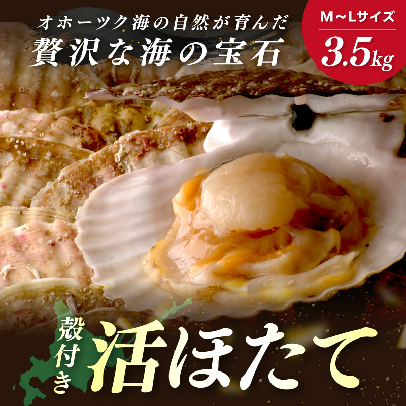 【予約：2026年3月下旬から順次発送】北海道オホーツク産 漁師直送 殻付きプレミアムホタテ 3.5kg ( 魚介 海鮮 貝 ホタテ ほたて 帆立 生食 炙り焼き バター焼き )【197-0001-2026】