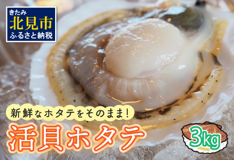 活貝ホタテ 3kg ( オホーツク 貝柱 魚介類 魚介 海鮮 貝類 帆立 刺身 バーベキュー BBQ )【091-0011-2024】