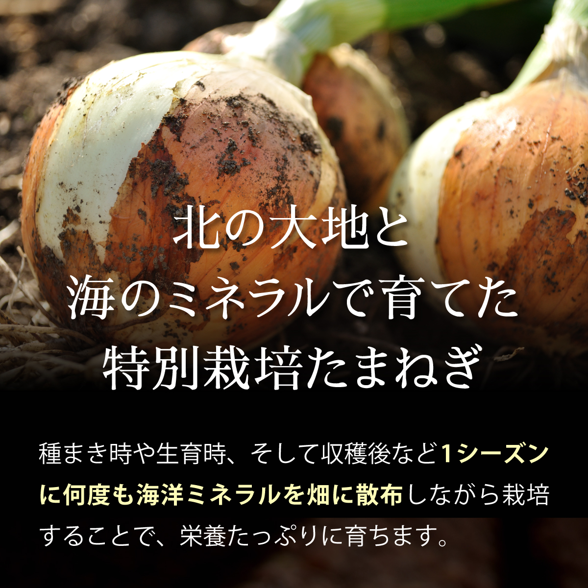 真珠の玉葱 特別栽培Lサイズ5kg ≪海のミネラルで育てた特別栽培玉葱≫【50101】[a134-001]