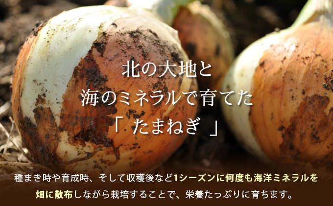 真珠の玉葱 Lサイズ10kg ≪海のミネラルで育てた玉葱≫【50104】[a134-004]