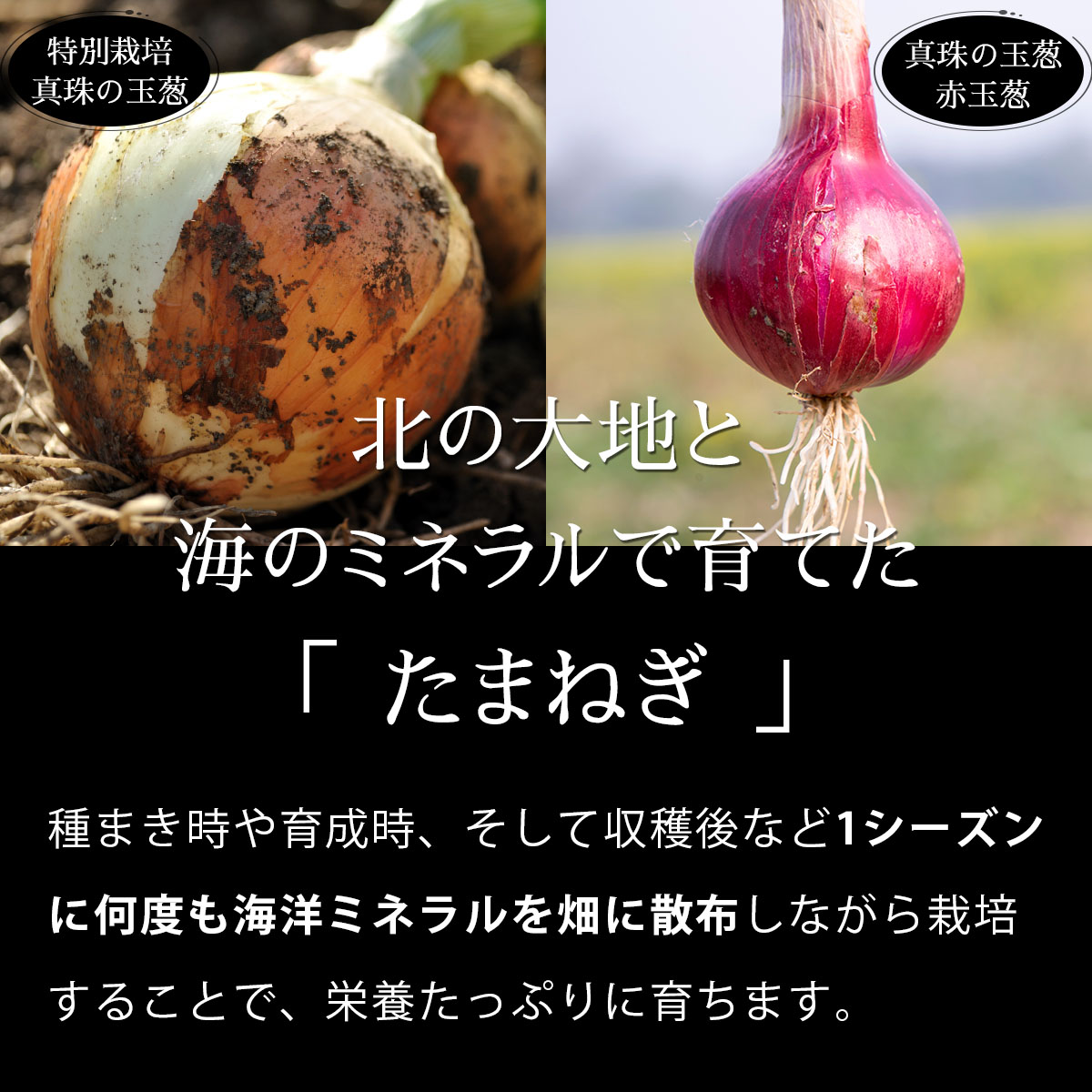 真珠の玉葱 特別栽培Lサイズ5kg (赤玉葱5個入り)≪海のミネラルで育てた特別栽培玉葱≫【50108】[a134-008]