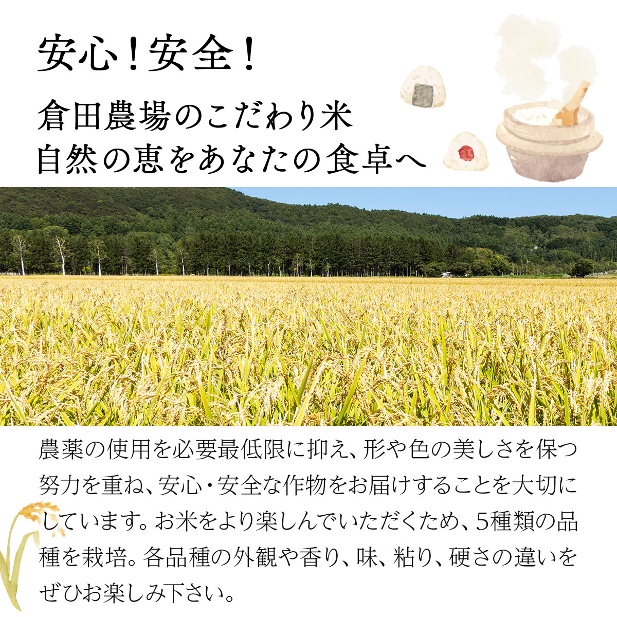 令和7年産 北海道 岩見沢市産 おぼろづき 玄米 5kg ≪沖縄・離島配送不可≫ a124-035-R7