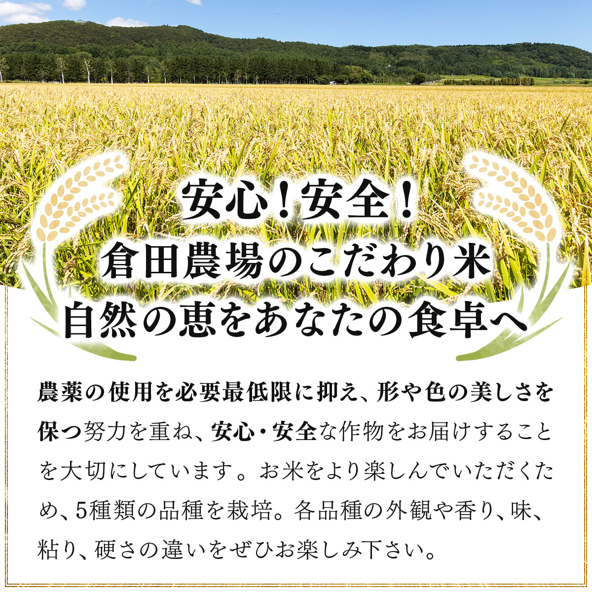 令和7年産 北海道岩見沢市産 あやひめ玄米 10kg ≪沖縄・離島配送不可≫ a124-037-R7