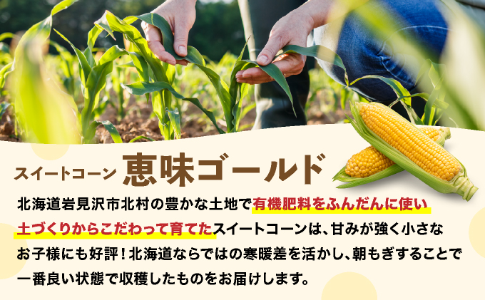 【先行予約】朝取りスイートコーン「恵味ゴールド」10本入り｜コーン とうもろこし 岩見沢市 野菜 北海道【a167-001】