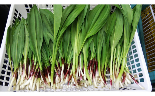≪先行予約≫ 令和7年産 行者にんにく葉(生) 1kg≪数量限定・4/20締め切り≫ 【09122】[a107-032]