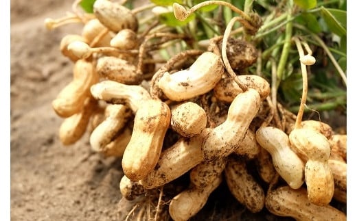 岩見沢の北村産！ほっくりやみつき塩ゆで落花生　230g×3袋【18125】[a115-025]