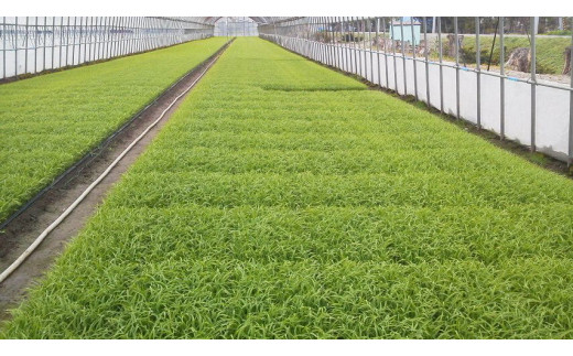 【令和5年産】北海道岩見沢産くすのきファームのたべくらべ玄米2種セット（ゆめぴりか・ななつぼし　各5Kg　計10Kg）【34142】[a123-042]