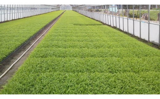 【令和5年産】北海道岩見沢産くすのきファームのたべくらべ精米3種セット（ゆめぴりか・ゆきさやか・ななつぼし　各5Kg　計15Kg）【34145】[a123-045]