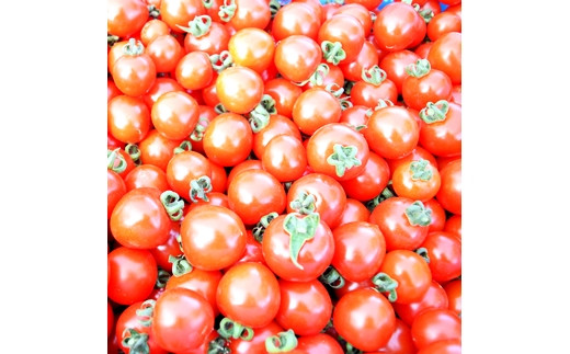≪先行予約／数量限定！≫岩見沢市産朝採れミニトマト3kg【54101】[a137-001]