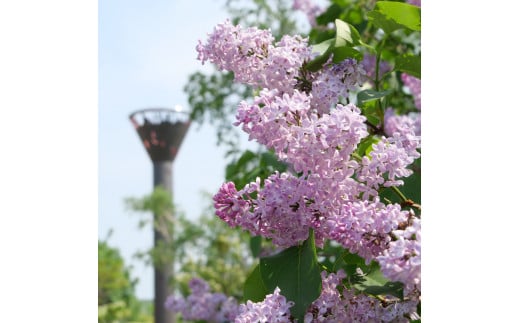 【返礼品なし】岩見沢市 寄附のみ応援 10,000円【応援寄附】[a139-008]