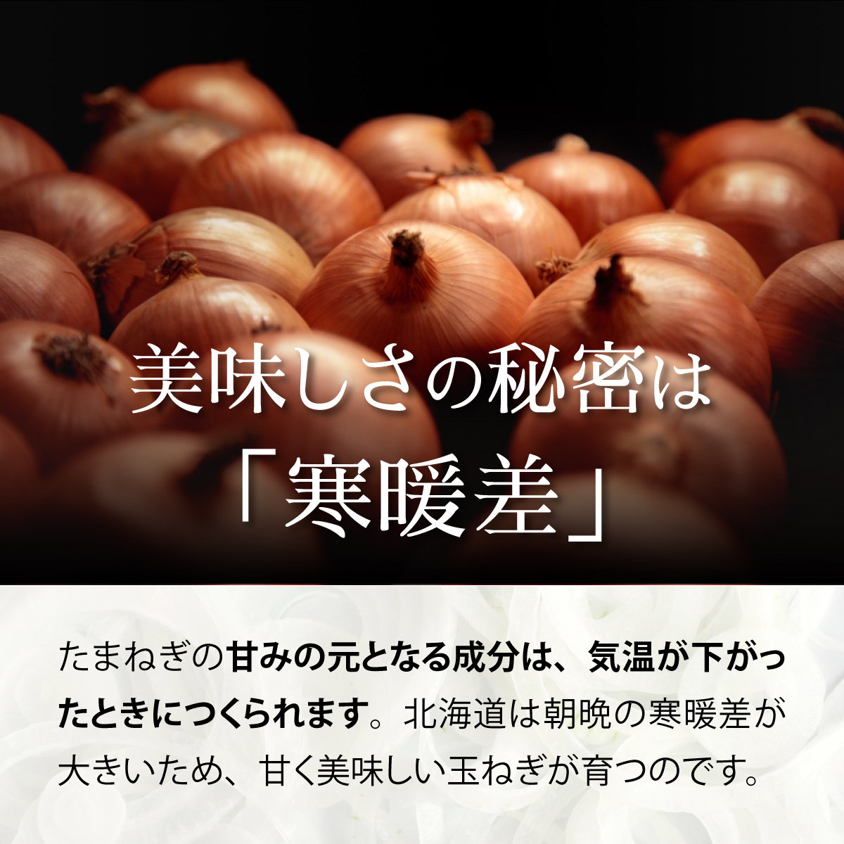 真珠の玉葱 特別栽培Lサイズ5kg ≪海のミネラルで育てた特別栽培玉葱≫【50101】[a134-001]